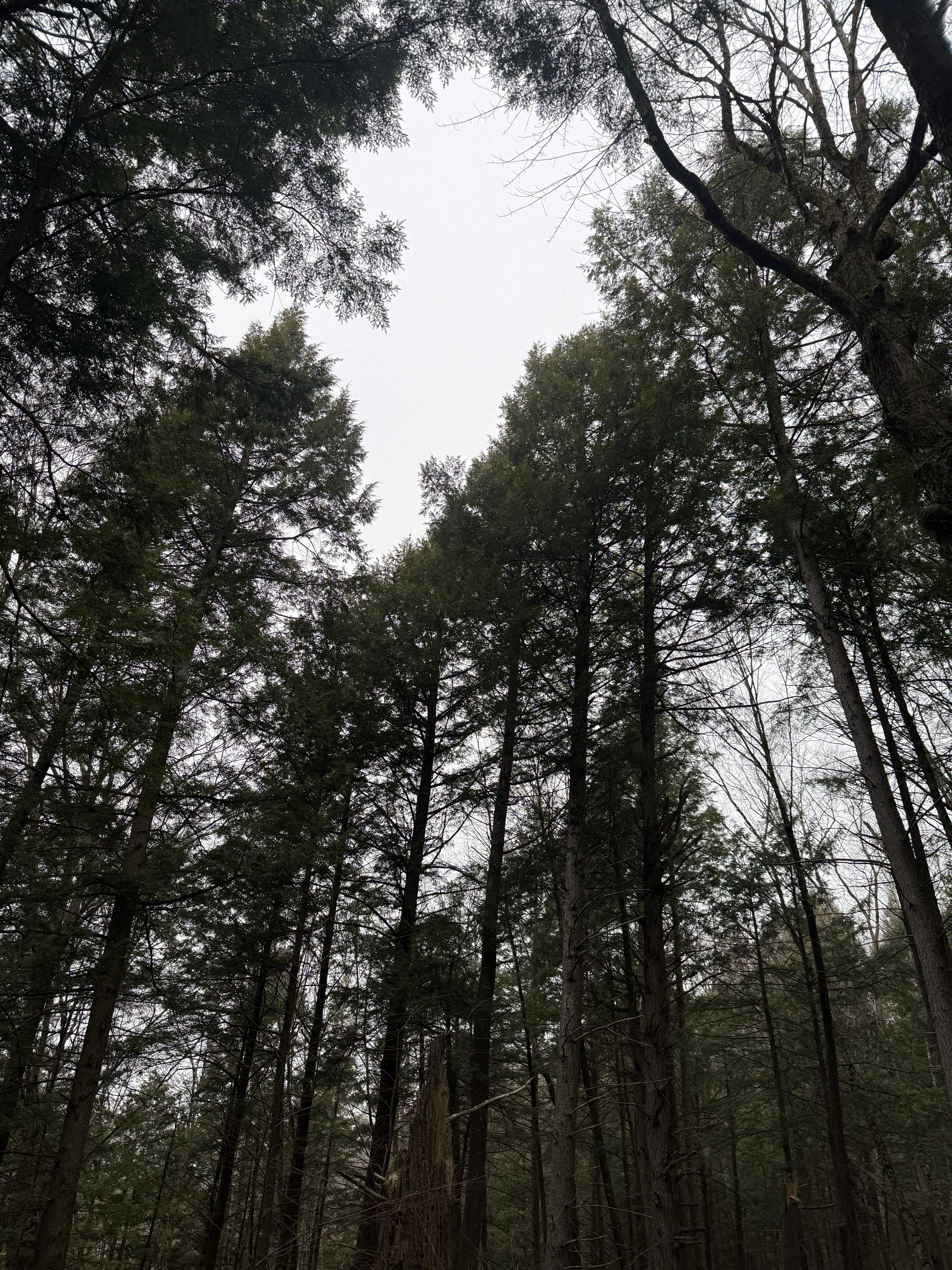 feature image of trees